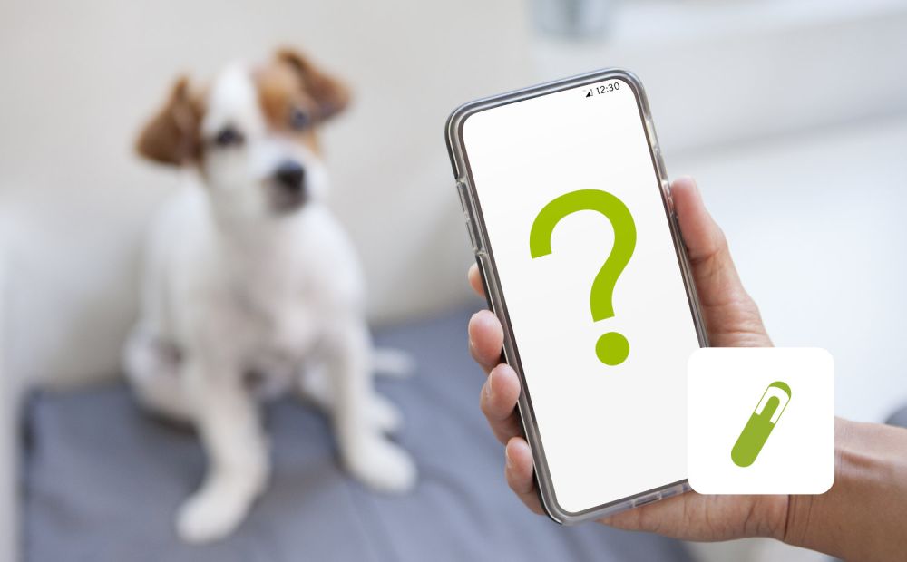 Hund und Mensch der Smartphone hält