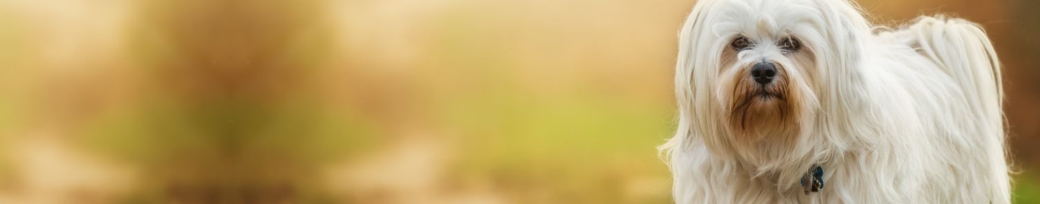 Dogtap kaufen