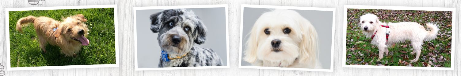 Dogtap die digitale Hundeakte