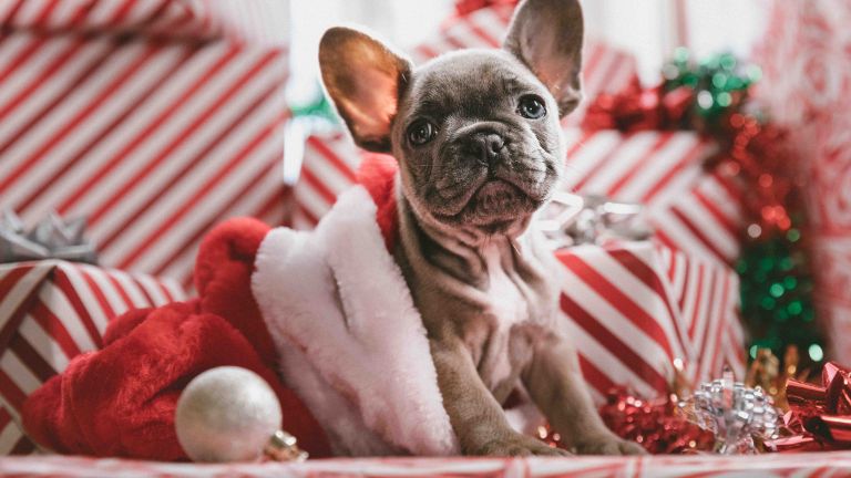 Christmas with your dog (Part 1) – Tips and what to keep in mind