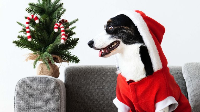 Christmas with your dog (Part 2) - Christmas treats, decorations and other dangers