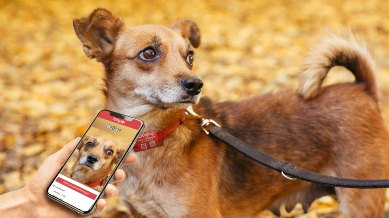 NFC bei einer digitalen Hundemarke